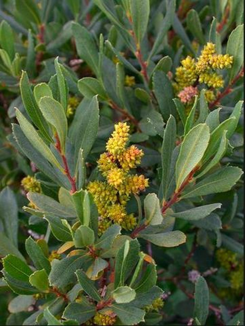 Myrica gale - C2 20-30 CM